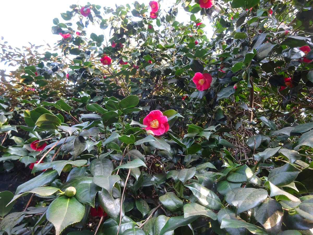 Camellia japonica (Theaceae)